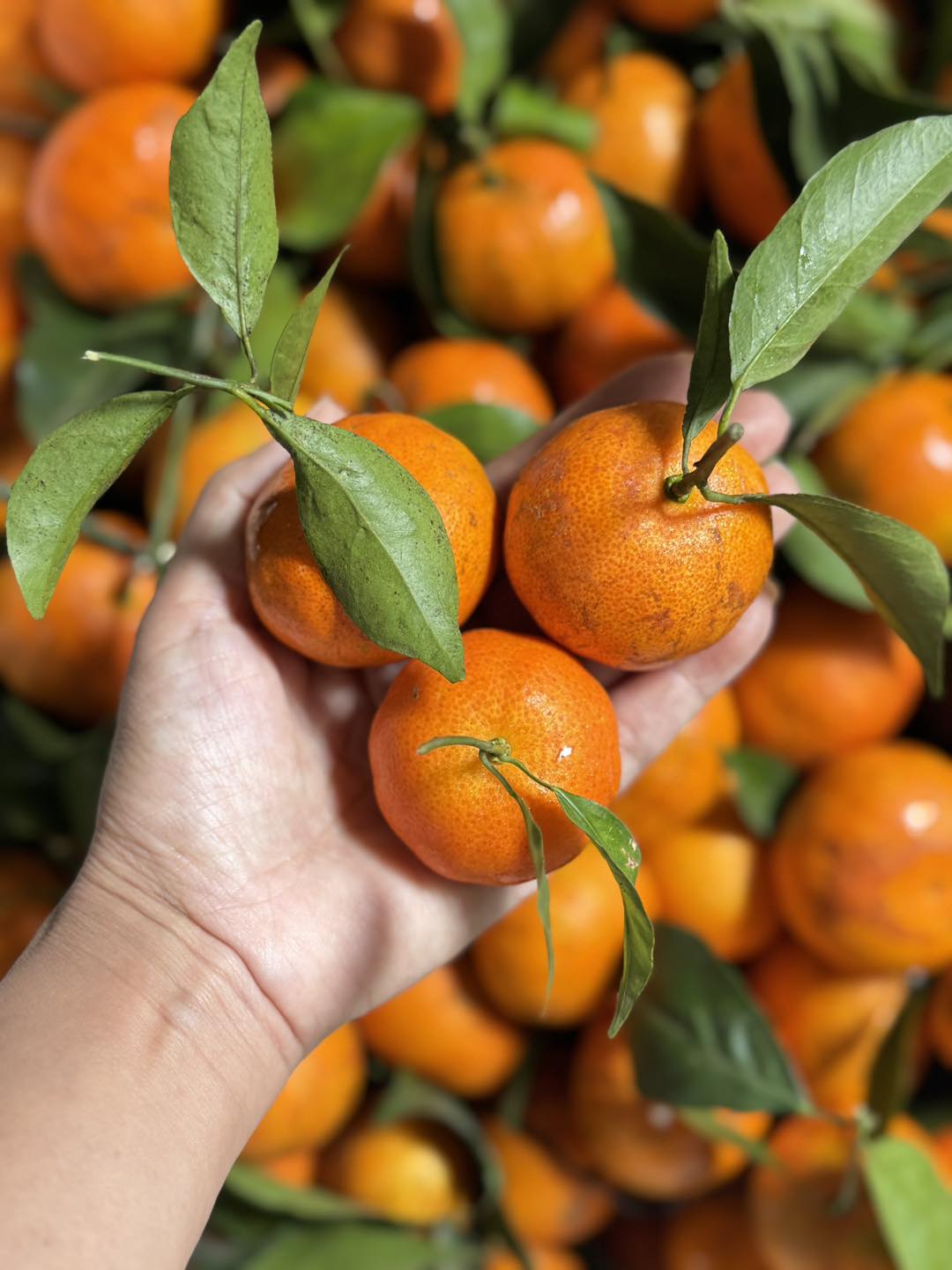 [🆕🇻🇳] Nhà AnAn – chuyên cung cấp rau củ quả hữu cơ, sạch, rõ nguồn gốc từ Đà Lạt 🍔 Top1Food  🍜  Cam sành HHC chín cây bữa qua giao còn đâu 6-7kg, mẹ An sale giá yêu thương nhen khách ơi, sẵn giao ạ!
 49k/kg giảm chỉ còn 40k, cam ngọt, chua rất ít.
 C , shares-0✔️ , likes-1❤️️ , date-2024-12-21 17:46:30🇻🇳🇻🇳🇻🇳📰🆕