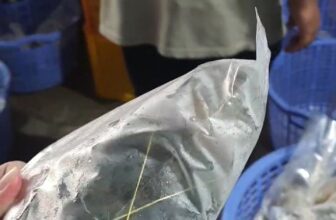 [🆕🇻🇳] Tôm Hùm Việt – Chuyên cung cấp sỉ tôm hùm cho các vựa, nhà hàng khách sạn 🍔 Top1Food  🍜 Video liên quan
, shares-0✔️ , likes-4❤️️ , date-2024-12-21 16:41:23🇻🇳🇻🇳🇻🇳📰🆕