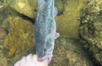 [🆕🇻🇳] 24h – Bệnh Viện Điện Thoại, Laptop 👨‍🔧 Top1Fix 🧰   Câu cá bằng cần
Câu cá bằng chân
, shares-0✔️ , likes-39❤️️ , date-2024-12-27 05:00:16🇻🇳🇻🇳🇻🇳📰🆕