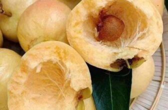 [🆕🇻🇳] THUỶ THUỶ FOOD – Trái Cây Sạch / Đặc Sản Đà Lạt 🍔 Top1Food  🍜  #TRÁI_LÝ – Thức quả gắn liền với tuổi thơ quê nhà đây ạ, cắn 1 miếng là ký ức tuổi thơ ùa về. Nếu có a/c nào chưa từng ăn thì nên thử nha, bao ngon, bao g , shares-0✔️ , likes-0❤️️ , date-2024-12-21 03:20:36🇻🇳🇻🇳🇻🇳📰🆕