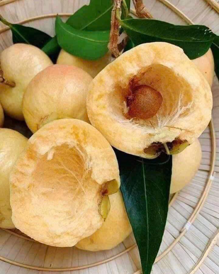 [🆕🇻🇳] Joséphine 👕 Top1Fashion 👗   , shares-22✔️ , likes-56❤️️ , date-2024-12-21 03:25:27🇻🇳🇻🇳🇻🇳📰🆕