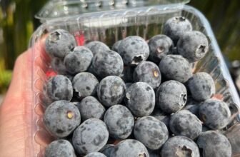 [🆕🇻🇳] Trái Cây Nhập Khẩu Đường Bay – Cửa hàng rau quả 🍔 Top1Food  🍜 Việt quất Peru tươi rói- trái cứng vị ngọt ngon hậu chua nhẹ #70k/hộp 125gr– Một trong những loại trái cây rất tốt cho SK- ăn kèm sữa chua, làm salad, si , shares-0✔️ , likes-1❤️️ , date-2024-12-21 19:15:41🇻🇳🇻🇳🇻🇳📰🆕