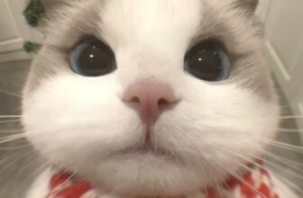 [🆕🇻🇳] Pet Mart – Cửa Hàng Thú Cưng 🐶🦜 Top1Pets 🐱🐠 Mèo xinh đón lễ Giáng Sinh,
Chuông reo lấp lánh, lung linh tuyệt vời.
, shares-1✔️ , likes-14❤️️ , date-2024-12-22 04:48:55🐶🐱🇻🇳🇻🇳🇻🇳📰🆕