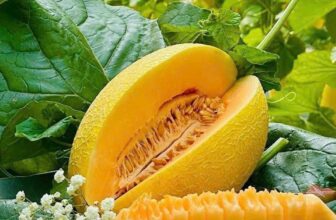 [🆕🇻🇳] THUỶ THUỶ FOOD – Trái Cây Sạch / Đặc Sản Đà Lạt 🍔 Top1Food  🍜  𝐃𝐔̛𝐀 𝐋𝐔̛𝐎̛́𝐈 𝐇𝐔𝐘̀𝐍𝐇 𝐋𝐎𝐍𝐆
Vườn Báo đợt này Ninh Thuận Nắng Đẹp , Nên Dưa Lên Lưới Đẹp Và Ruột Vàng Ươm Tươm Mật… NGON LẮM Ạ
Hàng loại 1 trái từ 1.5-2k , shares-0✔️ , likes-0❤️️ , date-2024-12-22 22:26:43🇻🇳🇻🇳🇻🇳📰🆕