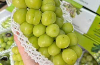 [🆕🇻🇳] Paul’s Healthy Fruits – Cửa hàng rau quả 🍔 Top1Food  🍜 𝑵𝒉𝒐 𝑺𝒉𝒊𝒏𝒆 𝑴𝒖𝒔𝒄𝒂𝒕 𝑯𝒂̀𝒏 𝑸𝒖𝒐̂́𝒄
Nho mẫu đơn Hàn Quốc 900gr / chum (Korean Shine Muscat)
[1 thùng 2 chùm]
#Nho_mẫu_đơn_ShineMuscat trồng theo phương pháp hữu , shares-0✔️ , likes-1❤️️ , date-2024-12-22 06:53:22🇻🇳🇻🇳🇻🇳📰🆕