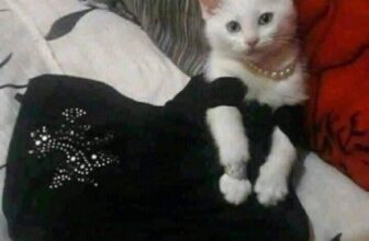 [🆕🇻🇳] Nu Pet – Yêu Thú Cưng 🐶🦜 Top1Pets 🐱🐠 Gần tết cũng là mùa cưới tới
Tháng đi 4 cái còn đúng cái nịt, Boss chịu khó ăn cơm trắng hoy. SEN thành đổ nghèo khỉ rồi#nupet
, shares-0✔️ , likes-1❤️️ , date-2024-12-25 23:44:47🐶🐱🇻🇳🇻🇳🇻🇳📰🆕