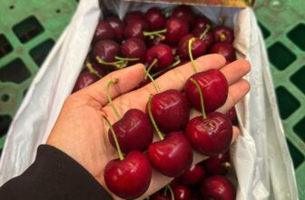 [🆕🇻🇳] Chio shop – Cửa hàng rau quả 🍔 Top1Food  🍜 Cherry Tashmania Size 30-32
– Hàng siêu đẹp luôn ah
– Giòn ngọt
– Trái siêu to, cuống tươi xanhHộp 2KG : 1.400K – được tặng 1 cái túi đi kèm như ảnh
, shares-0✔️ , likes-0❤️️ , date-2024-12-24 16:24:26🇻🇳🇻🇳🇻🇳📰🆕