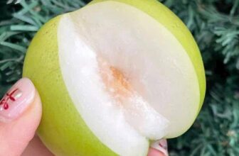 [🆕🇻🇳] Paul’s Healthy Fruits – Cửa hàng rau quả 🍔 Top1Food  🍜 Ngất ngâyy cả nhà ơiiiTáo sữa Đài Loan !Thơm nức ngọt đậmthùng 2kg siêu vip cho các c biếu tặng
Hàng Air Đài Loan 100%Nếu chưa từng ăn qua món  , shares-0✔️ , likes-5❤️️ , date-2024-12-23 18:17:04🇻🇳🇻🇳🇻🇳📰🆕