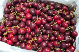 [🆕🇻🇳] TH Fruit – Chuyên Trái Cây Nhập Khẩu Cao Cấp 🍔 Top1Food  🍜 𝐒𝐈𝐄̂𝐔 𝐇𝐎𝐓: 𝐂𝐇𝐄𝐑𝐑𝐘 𝐔́𝐂 Đ𝐀̂̀𝐔 𝐌𝐔̀𝐀 Đ𝐀̃ 𝐂𝐎́ 𝐇𝐀̀𝐍𝐆
Các tín đồ của cherry Úc đâu rồi ạ? TH Fruit có nhập hàng lô Cherry Úc siêu phẩm khoảng thời gian dài trôn , shares-0✔️ , likes-3❤️️ , date-2024-12-26 21:05:07🇻🇳🇻🇳🇻🇳📰🆕