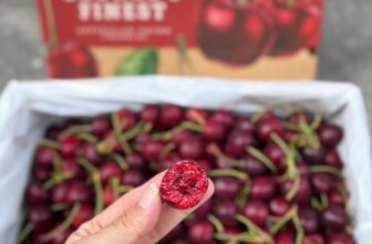 [🆕🇻🇳] Vườn Dâu Nhà Mớm – Based in Saigon 🍔 Top1Food  🍜  CHERRY GEORGE’S ÚC ĐÃ ĐÁP Ạ – CHỦNG REGINA – S28
660K/KGCherry cứng vừa, ngọt thanh ko chua.
Dòng regina Úc cuống dài mảnh dễ mất nước.
, shares-0✔️ , likes-0❤️️ , date-2024-12-27 02:46:22🇻🇳🇻🇳🇻🇳📰🆕