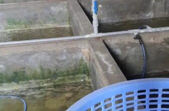 [🆕🇻🇳] Tôm Hùm Việt – Chuyên cung cấp sỉ tôm hùm cho các vựa, nhà hàng khách sạn 🍔 Top1Food  🍜 Video liên quan
, shares-0✔️ , likes-0❤️️ , date-2024-12-26 17:14:10🇻🇳🇻🇳🇻🇳📰🆕