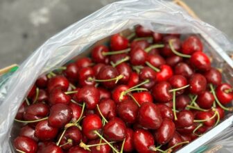 [🆕🇻🇳] Chio shop – Cửa hàng rau quả 🍔 Top1Food  🍜 Cherry Chile Size 1J
Cuống tươi xanh
Cứng ngắt quả, giòn rụm, vị ngọt360k/kg
Xách 2.5kg/880k
, shares-0✔️ , likes-0❤️️ , date-2024-12-28 20:31:49🇻🇳🇻🇳🇻🇳📰🆕