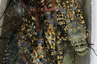 [🆕🇻🇳] Tôm Hùm Việt – Chuyên cung cấp sỉ tôm hùm cho các vựa, nhà hàng khách sạn 🍔 Top1Food  🍜 TÔM HÙM NGỘP HÀNG SẠCH
Hàng đảm bảo bao chắc thịt, ngọt thơm ạ
Giá siêu mềm ace nào ăn inbox địa chỉ e ship tận nhà luôn nha
Liên hệ: 0865653965, shares-0✔️ , likes-4❤️️ , date-2024-12-28 21:03:13🇻🇳🇻🇳🇻🇳📰🆕