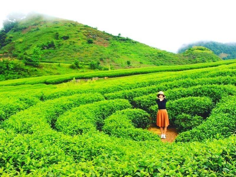 Địa điểm du lịch Mộc Châu. Địa điểm tham quan Mộc Châu