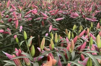 [🆕🇻🇳] Tuệ Linh (Lyn C Shop) – Đào tạo tài năng nhí – Bầu Show sự kiện 😎❤️️⭐️ Top1Kids 😎❤️️⭐️ Hoa là cứ phải ở tận vườn !!
Ib đặt 0339473868
#hoatuoi
, shares-0✔️ , likes-16❤️️ , date-2025-01-25 15:48:09🇻🇳🇻🇳🇻🇳📰🆕