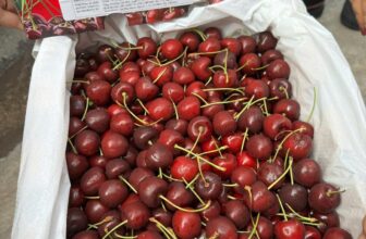 [🆕🇻🇳] Hoa Quả 4Mùa – Cửa hàng rau quả 🍔 Top1Food  🍜  CHERRY ÚC THE MONTAGUE TREE S26-28+#329k/kg hàngVÀO MÙA CHUẨN RỒI NÊN GIÁ THÀNH HẠ XUỐNG SÁT ĐÁY Ạ – CUỐNG TƯƠI XANH – Độ GIÒN VỪA- ĐẬM VỊ CỰC  , shares-0✔️ , likes-0❤️️ , date-2024-12-28 18:02:00🇻🇳🇻🇳🇻🇳📰🆕