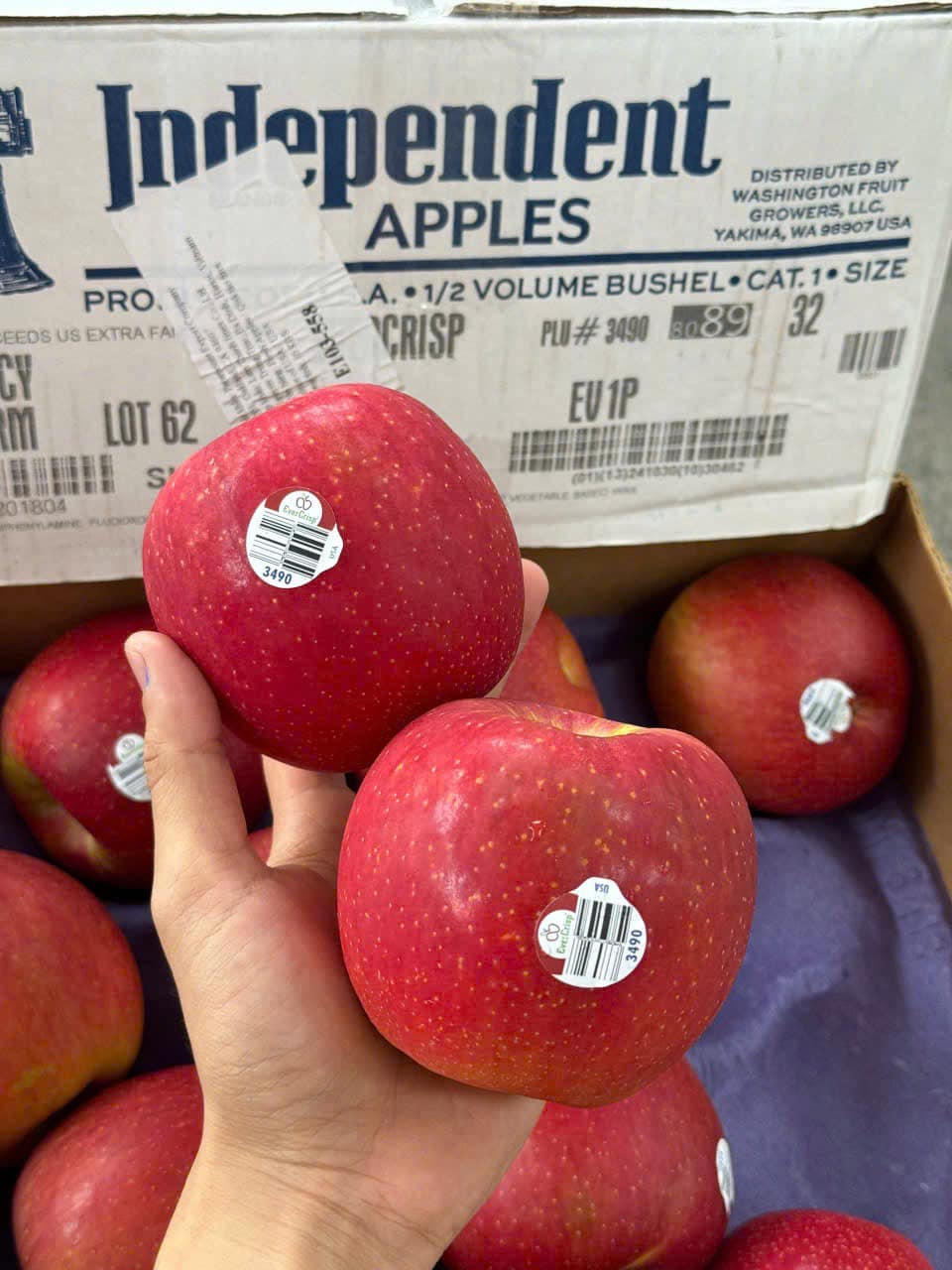 [🆕🇻🇳] Green World Fruit – Thế giới trái cây sạch 🍔 Top1Food  🍜 TÁO MẬT MỸ EVER CRISP MỸ VỪA ĐÁP ĐỎ ĐẬM GIÒN NGỌT LỊM #139K/KG

Táo EverCrisp Mỹ là giống táo cao cấp, kết hợp hoàn hảo giữa Fuji và Honeycrisp. Với vỏ đỏ  , shares-0✔️ , likes-1❤️️ , date-2025-01-16 01:15:37🇻🇳🇻🇳🇻🇳📰🆕