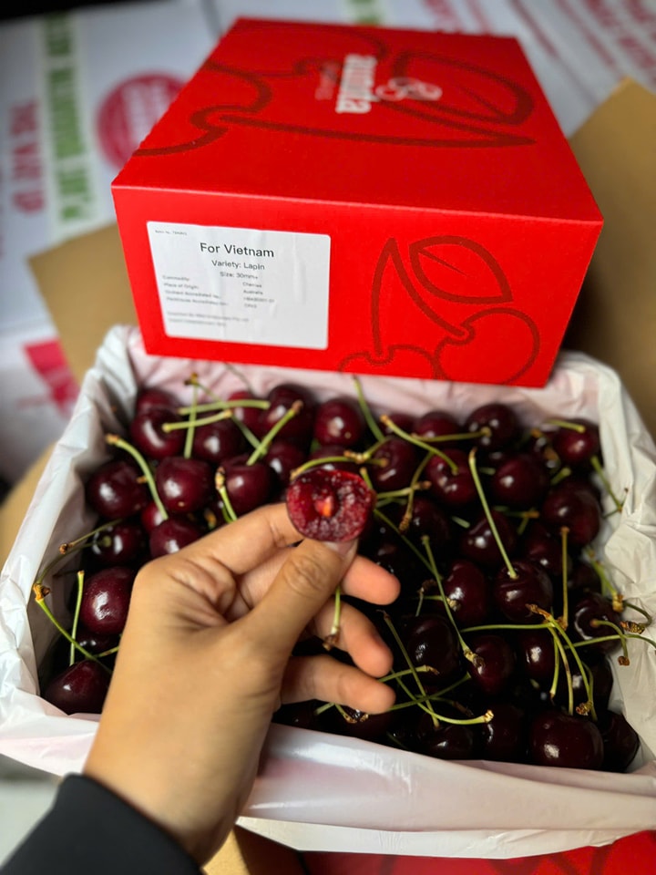 [🆕🇻🇳] Chio shop – Cửa hàng rau quả 🍔 Top1Food  🍜  Siêu Phẩm Cherry Úc Hộp quà 2KG em đang về kho ạ 
Vùng Tashmania nhé cả nhà ! 

– Giòn rụm, ngọt ngon, tươi xanh

 Size 30-32 : 1.300K 
 Size 28-30 : 1.20 , shares-0✔️ , likes-0❤️️ , date-2024-12-31 22:40:26🇻🇳🇻🇳🇻🇳📰🆕