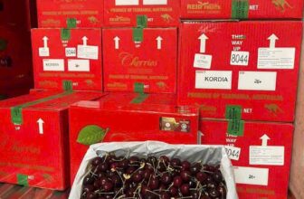 [🆕🇻🇳] TH Fruit – Chuyên Trái Cây Nhập Khẩu Cao Cấp 🍔 Top1Food  🍜 Nhập kho lô cherry siêu ngọt size vượt trội.
Quả bóng – cuống xanh
Siêu ngọt và giòn
Giá đã hạ rất nhiều.
Mời quý anh chị lên đơn================= , shares-0✔️ , likes-4❤️️ , date-2024-12-30 22:14:22🇻🇳🇻🇳🇻🇳📰🆕