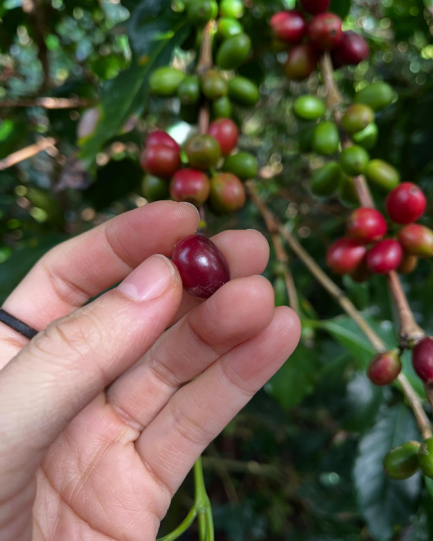 [☕️🇻🇳] Kafeville – Espresso and hand craft coffee bar 🥤 Top1Coffee ☕️ [THÔNG BÁO] 
Lại một năm nữa sắp qua, Kafeville vẫn như mọi năm không nghỉ vào ngày đầu năm mới (1/1/2025)  nhưng giờ mở cửa lùi , shares-1✔️ , likes-20❤️️ , date-2024-12-31 00:32:40🇻🇳🇻🇳🇻🇳📰🆕