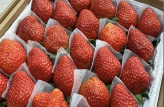 [🆕🇻🇳] Vườn Dâu Nhà Mớm – Based in Saigon 🍔 Top1Food  🍜 Chuyến dâu sang nay, Nhà chỉ còn vài hộp size to thôi ạ. Trời mát bạn thương ghé Nhà Mớm nhenn
Hàng vừa về tươi mới, mọi người tranh thủ thử nha
Size VI , shares-0✔️ , likes-3❤️️ , date-2024-12-31 19:22:02🇻🇳🇻🇳🇻🇳📰🆕