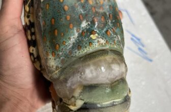 [🆕🇻🇳] TÔM HÙM KHÁNH HOÀ – Chuyên sỉ lẻ, tôm hùm sống, tôm hùm ngộp, tôm hùm cấp đông, số lượng lớn 🍔 Top1Food  🍜 Bông cấp đông.
Size 500-700
Size 700-900
Size 1000 up.  Sẳn kho Sll
, shares-1✔️ , likes-0❤️️ , date-2025-01-03 23:20:42🇻🇳🇻🇳🇻🇳📰🆕