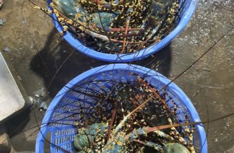 [🆕🇻🇳] Tôm Hùm Việt – Chuyên cung cấp sỉ tôm hùm cho các vựa, nhà hàng khách sạn 🍔 Top1Food  🍜 Chuẩn bị Chào Đón Năm Mới .
Inbox e  ngay để nhận menu hải sản làm quà biếu tặng sang chảnh hay tậu vài món ngon để cùng gia đình ăn lễ tết ngay tại nhà n , shares-0✔️ , likes-3❤️️ , date-2024-12-30 23:58:26🇻🇳🇻🇳🇻🇳📰🆕