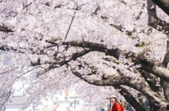 [🆕🇻🇳] Checkin và Du lịch Hàn Quốc – Korea Travel ♥️️ Top1Checkin ☑   Mùa Hoa Anh Đào Tuyệt Vời Ở BusanMùa hoa anh đào ở Busan là một trong những khoảnh khắc tuyệt vời nhất trong năm, khi cả thành phố được phủ một lớp hoa , shares-0✔️ , likes-8❤️️ , date-2024-12-31 00:00:22🇻🇳🇻🇳🇻🇳📰🆕