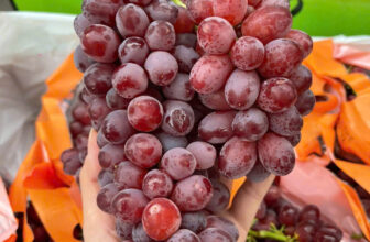 [🆕🇻🇳] F5 Fruit Shop Hồ Chí Minh-hệ thống bán lẻ Trái cây Nhập khẩu cao cấp 🍔 Top1Food  🍜 𝗡𝗛𝗢 𝗞𝗘̣𝗢 𝗛𝗘𝗟𝗟𝗢 – 𝗩𝗜̣ 𝗡𝗚𝗢̣𝗧 𝗧𝗛𝗢̛𝗠 𝗠𝗘̂ 𝗠𝗔̂̉𝗡
Xuất xứ: Úc
Giá bán: 250.000/Kg
Candy Snaps – Chỉ cần nghe tên, bạn đã có thể hình dung ngay những trái nho nh , shares-1✔️ , likes-1❤️️ , date-2025-01-04 19:38:02🇻🇳🇻🇳🇻🇳📰🆕