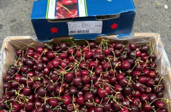 [🆕🇻🇳] Hoa Quả 4Mùa – Cửa hàng rau quả 🍔 Top1Food  🍜  Siêu phẩm#CHERRY_Chile e về thêm
#299k/kg
từ 3kg 289kCherry Chile JD- giòn rụm
Cứng quả – Ngọt , cuống tươi, đậm vị==================#CherryC , shares-0✔️ , likes-0❤️️ , date-2025-01-02 17:43:13🇻🇳🇻🇳🇻🇳📰🆕