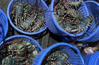 [🆕🇻🇳] Tôm Hùm Việt – Chuyên cung cấp sỉ tôm hùm cho các vựa, nhà hàng khách sạn 🍔 Top1Food  🍜  Nay em cập bến thêm #Xanh_Sống – #Bông_Sống giá siêu hời khách ơiTôm siêu ngon chắc ngọt thịt cho nhà mình đây ạ
Size 200-500gr up
Size 300-1,2kg  , shares-1✔️ , likes-6❤️️ , date-2025-01-02 22:01:28🇻🇳🇻🇳🇻🇳📰🆕