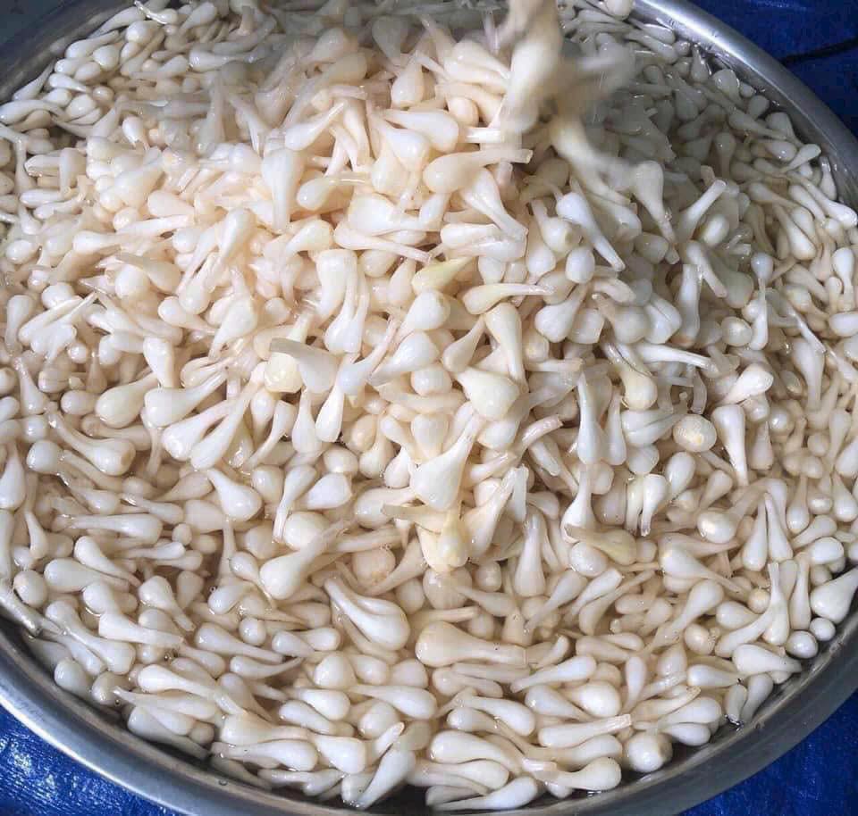 [🆕🇻🇳] LÒ MỨT DỪA – Mứt dừa non 🍔 Top1Food  🍜 Củ Kiệu Ngâm   

Kiệu xếp thủ công 
 Hàng nhà làm ngon lắm nha khách ơi !!! 
 Được làm bằng kiệu Huế nên rất giòn hoàn toàn được làm bằng đường phèn nguyên , shares-0✔️ , likes-1❤️️ , date-2025-01-02 19:55:03🇻🇳🇻🇳🇻🇳📰🆕