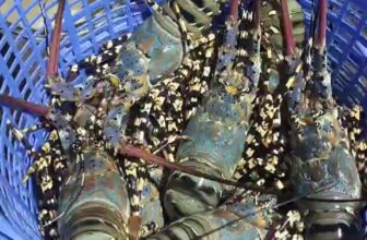 [🆕🇻🇳] Tôm Hùm Việt – Chuyên cung cấp sỉ tôm hùm cho các vựa, nhà hàng khách sạn 🍔 Top1Food  🍜 Video liên quan
, shares-0✔️ , likes-3❤️️ , date-2024-12-31 23:30:39🇻🇳🇻🇳🇻🇳📰🆕