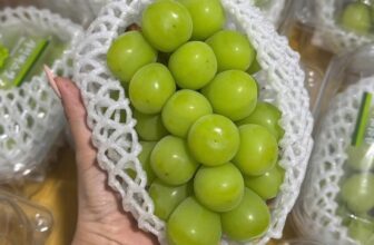 [🆕🇻🇳] Vườn Dâu Nhà Mớm – Based in Saigon 🍔 Top1Food  🍜  𝐍𝐇𝐎 𝐌𝐀̂̃𝐔 Đ𝐎̛𝐍 𝐇𝐀̀𝐍 𝐐𝐔𝐎̂́𝐂
260k/ chùm/450gr
Nho mẫu đơn có màu xanh, quả to, chắc, bên ngoài có một lớp phấn nhung trắng; bên trong không có hạt, thơm , shares-0✔️ , likes-0❤️️ , date-2025-01-05 21:36:07🇻🇳🇻🇳🇻🇳📰🆕