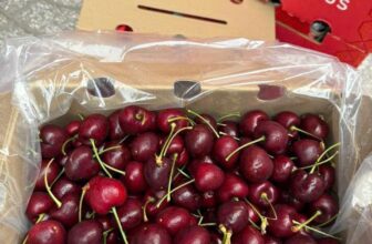 [🆕🇻🇳] Vườn Dâu Nhà Mớm – Based in Saigon 🍔 Top1Food  🍜 Cherry Chile chủng Santina size 2J
Chủng này cầm cứng trái, giòn vừa, thịt giòn sựt sựt, ngọt ngon lắm.680K/1 xách 2.5kg nguyên seal
Inbox em liền chốt  , shares-0✔️ , likes-1❤️️ , date-2025-01-10 17:05:12🇻🇳🇻🇳🇻🇳📰🆕