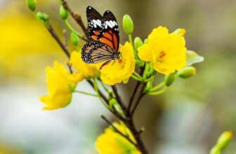 [🆕🇻🇳] Jotun Việt Nam – Nhà cung cấp hàng đầu về giải pháp sơn ♥️️ Top1Index 📚  ĐIỂM TÔ SẮC XUÂN JOTUN, CHÀO ĐÓN MỘT NĂM NHƯ ÝVẻ đẹp thiên nhiên luôn mang đến những nguồn cảm hứng màu sắc sáng tạo cho tường nhà ngoại thất. Tết này, h , shares-34✔️ , likes-121❤️️ , date-2025-01-05 02:00:11🇻🇳🇻🇳🇻🇳📰🆕