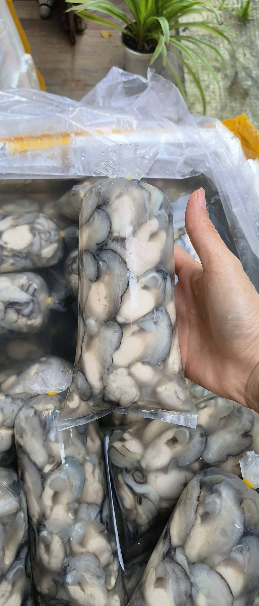 [🆕🇻🇳] Chả Cá Nha Trang sỉ lẻ sll 🍔 Top1Food  🍜 Quá tươi ạ
HÀU SỮA Ạ
ZALO 093738 2489
 , shares-0✔️ , likes-0❤️️ , date-2025-01-06 13:42:44🇻🇳🇻🇳🇻🇳📰🆕