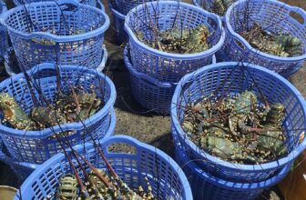 [🆕🇻🇳] Tôm Hùm Việt – Chuyên cung cấp sỉ tôm hùm cho các vựa, nhà hàng khách sạn 🍔 Top1Food  🍜 #Hùm_Bông – #Hùm_Xanh em sẵn hàng
Giá chỉ 8⃣xx thôi khách ơi.
Hàng về siêu đẹp, thả hồ hoặc chế biến ăn chỉ có mê thôi nè
Thương mời khách nhập h , shares-1✔️ , likes-6❤️️ , date-2025-01-06 20:36:56🇻🇳🇻🇳🇻🇳📰🆕