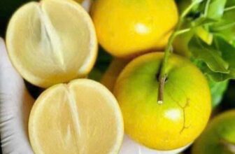 [🆕🇻🇳] THUỶ THUỶ FOOD – Trái Cây Sạch / Đặc Sản Đà Lạt 🍔 Top1Food  🍜  𝐕𝐔́ 𝐒𝐔̛̃𝐀 𝐇𝐎𝐀̀𝐍𝐆 𝐊𝐈𝐌 Thơm ngất ngây – Mềm – Ngọt thanh, mã đẹp.  Hàng trái mùa. Ko có nhiều ạ. Khách lên đơn nhanh nha
#229k/3kg – Lẻ 79k/kg
Thùng 5kg  , shares-0✔️ , likes-0❤️️ , date-2025-01-08 04:59:26🇻🇳🇻🇳🇻🇳📰🆕