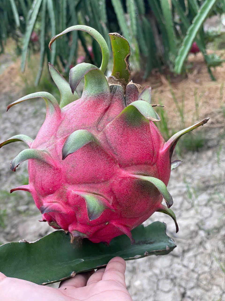 [🆕🇻🇳] Nhà AnAn – chuyên cung cấp rau củ quả hữu cơ, sạch, rõ nguồn gốc từ Đà Lạt 🍔 Top1Food  🍜 Nay #NhàAn sẵn giao: 
 Dâu Hana Mộc Châu về đầu giờ chiều để trả nợ khách hôm qua do lịch Delay. Dâu về có dư á nhà mình nha!
 Bữa qua Cam canh Mộc Châu vô , shares-0✔️ , likes-2❤️️ , date-2025-01-04 15:01:53🇻🇳🇻🇳🇻🇳📰🆕