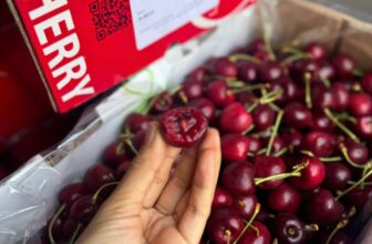 [🆕🇻🇳] Chio shop – Cửa hàng rau quả 🍔 Top1Food  🍜 Cherry Newzeland s26-28 em về cả nhà nhé.– Trái to, giòn rụm, vị ngọt
– Cuống tươi xanh490k/kg
2.400k/thùng 5kg
, shares-0✔️ , likes-1❤️️ , date-2025-01-07 17:00:28🇻🇳🇻🇳🇻🇳📰🆕