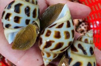 [🆕🇻🇳] Boss Seafood Vietnam – chuỗi nhà hàng chuyên các món Hải Sản 🍔 Top1Food  🍜 Hải sản thứ tư nhà Boss cũng như ngày cuối tuần
Luôm đỉnh nha cả nhà
, shares-1✔️ , likes-0❤️️ , date-2025-01-08 23:22:49🇻🇳🇻🇳🇻🇳📰🆕