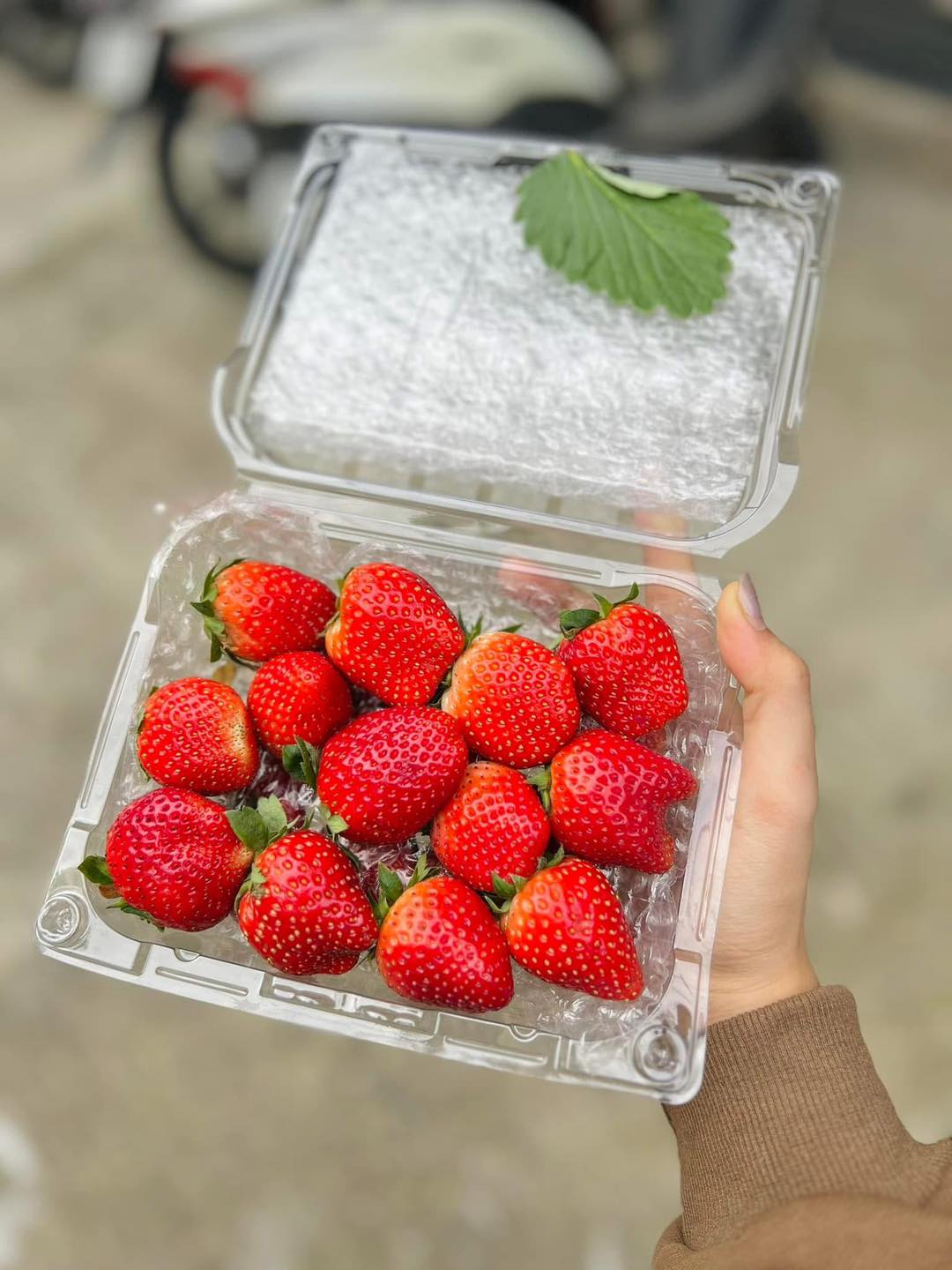 [🆕🇻🇳] Trái Cây Nhập Khẩu Tuy Hoà-Phú An Food 🍔 Top1Food  🍜 Siêu phẩm e đã đáp sẵn tại shop nhé cả nhà 
Dâu Hana Mộc châu ngọt lịm : 
Bi to : #135k/hộp 500g
To : #165k/hộp 500g
Cherry : #135k/hộp 500g

Địa chỉ : 27  , shares-0✔️ , likes-4❤️️ , date-2025-01-06 18:11:38🇻🇳🇻🇳🇻🇳📰🆕