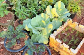 [🆕🇻🇳]  3B – mẹ và bé 🧑‍🧒❤️️👶⭐️ Có ai cùng đam mê với Th k.
Nhà có con nít nên rau sạch vẫn an toàn nhất
, shares-0✔️ , likes-25❤️️ , date-2025-01-07 01:50:05🇻🇳🇻🇳🇻🇳📰🆕