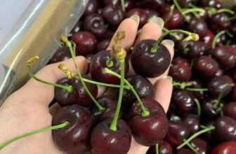 [🆕🇻🇳] HAKO Mart – Hàng Tiêu Dùng Nhập Khẩu Đà Nẵng 🍔 Top1Food  🍜 𝐂𝐡𝐞𝐫𝐫𝐲 𝐂𝐡𝐢𝐥𝐞 – C𝐡𝐚̂́𝐭 𝐥𝐮̛𝐨̛̣𝐧𝐠 đ𝐢̉𝐧𝐡 𝐜𝐮𝐚̉ 𝐜𝐡𝐨́𝐩
—-
#140K/ hộp 500g
#260K/ hộp 1kg
—-
Tươi xanh mơn mởn. Quả căng nét à nha.
Ngọt đậm đà luôn  , shares-0✔️ , likes-1❤️️ , date-2025-01-07 21:55:12🇻🇳🇻🇳🇻🇳📰🆕