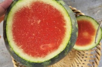 [🆕🇻🇳] Hương Thảo food and Fruits – Cửa hàng thực phẩm tự nhiên 🍔 Top1Food  🍜 DƯA HẤU SỌC MỸ ….ÍT HẠT : 25K/KY
, shares-0✔️ , likes-0❤️️ , date-2025-01-07 16:25:36🇻🇳🇻🇳🇻🇳📰🆕