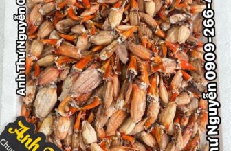 [🆕🇻🇳] ANH THƯ FOOD – Thịt Càng Cua / Thịt Ghẹ -Tôm Tích 🍔 Top1Food  🍜 Hàng Thịt Càng Cua – Hàng Tươi Mới Mỗi Ngày
.         Không Bán Hàng Đông Lạnh
Rất Thích Hợp Các Món :
Súp Cua – Bánh Canh Cua – Nem Cua Bể – Chả Cua – , shares-0✔️ , likes-0❤️️ , date-2025-01-11 16:55:31🇻🇳🇻🇳🇻🇳📰🆕