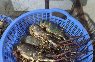 [🆕🇻🇳] Tôm Hùm Việt – Chuyên cung cấp sỉ tôm hùm cho các vựa, nhà hàng khách sạn 🍔 Top1Food  🍜  #TÔM_HÙM_NGỘP không bao giờ ngừng hotHàng tươi rói thịt săn chắc, gạch béo ngậyGiá rẻ sập sàn cực sốc , cực ưu đãi chỉ bằng 1/2 giá tôm sốngSố  , shares-0✔️ , likes-4❤️️ , date-2025-01-12 03:57:39🇻🇳🇻🇳🇻🇳📰🆕