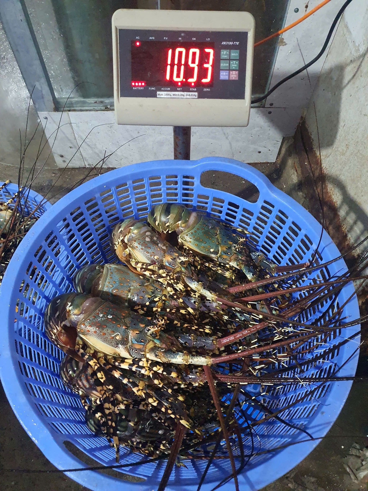 [🆕🇻🇳] Tôm Hùm Việt – Chuyên cung cấp sỉ tôm hùm cho các vựa, nhà hàng khách sạn 🍔 Top1Food  🍜  #TÔM_HÙM_NGỘP không bao giờ ngừng hot 

 Hàng tươi rói thịt săn chắc, gạch béo ngậy 

 Giá rẻ sập sàn cực sốc , cực ưu đãi chỉ bằng 1/2 giá tôm sống

 Số  , shares-0✔️ , likes-4❤️️ , date-2025-01-12 03:57:39🇻🇳🇻🇳🇻🇳📰🆕