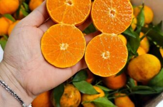 [🆕🇻🇳] Siêu Thị Hàng Tiêu Dùng – Bếp hương béo 🍔 Top1Food  🍜 Nay có vài thùng cam canh bi, cam nhỏ nhỏ ạ, mà vỏ mỏng, mọng nước ngọt ngon… riêng e cam này ko có vị chua, cho tủ lạnh lột ăn phê luôn.#80k /kg
, shares-0✔️ , likes-0❤️️ , date-2025-01-13 01:15:19🇻🇳🇻🇳🇻🇳📰🆕